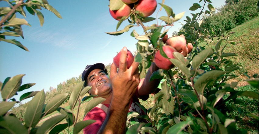 man pick apples from a tree