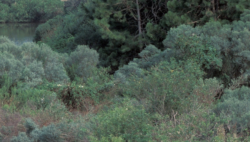 Forest Forest