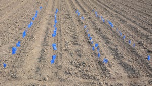 corn seedlings flagged for emergence in the field