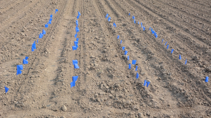 corn seedlings flagged for emergence in the field corn seedlings flagged for emergence in the field