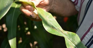 Dave Nanda holding corn leaf