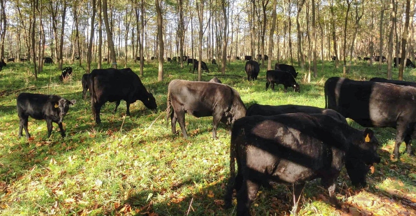 Cattle grazing through trees and underbrush