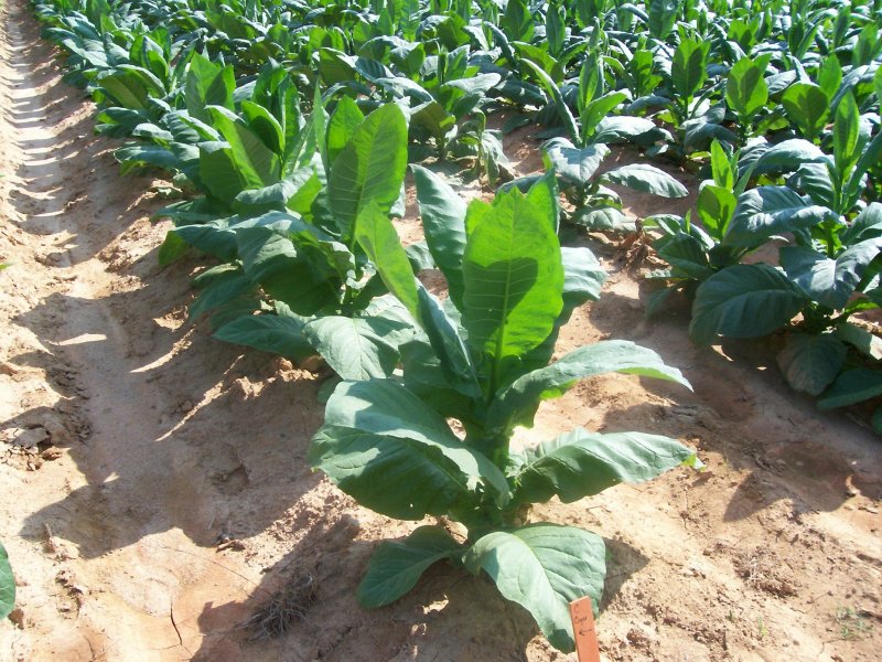 tobacco shortage Supplies of potassium sulfate to be limited