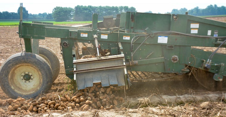 The digger lifts out thousands of potatoes and gently places them in an adjacent row for easy pickup
