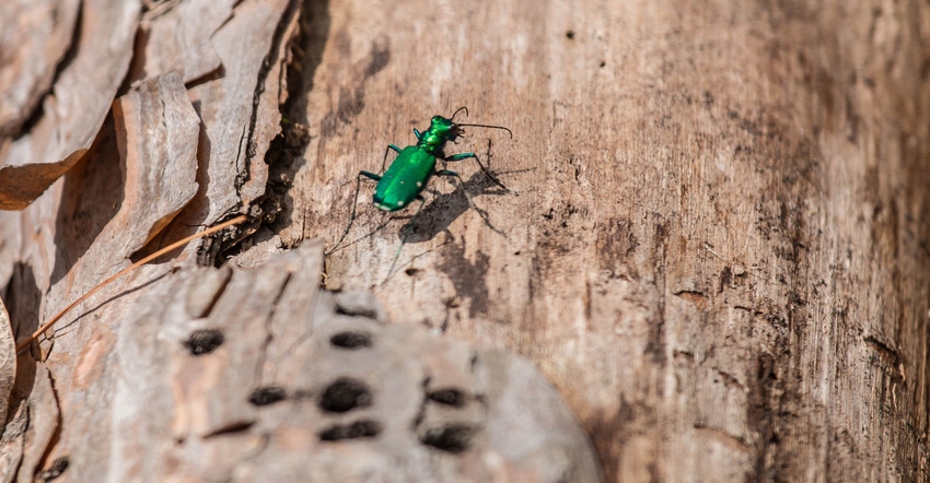 Emerald ash borer beetle 