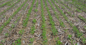 soybean plants planted into corn residue