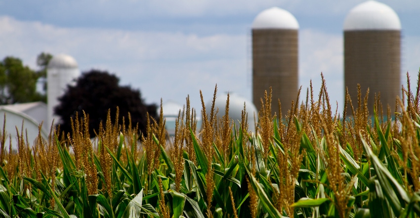 Grain silos at a family farm rise above a late summer cornfield in southern Michigan.