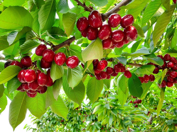 A close up of clusters of cherries on a tree