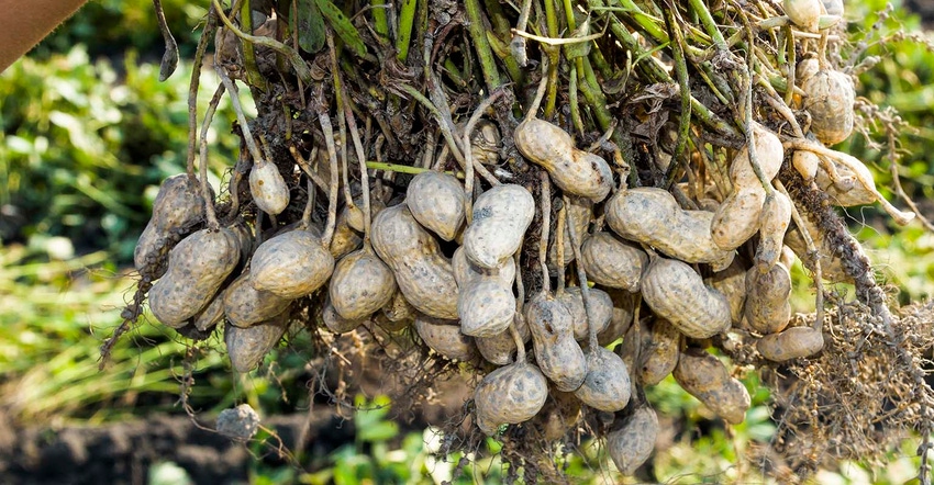 Peanuts-bing-jhen-hong-SIZED-GettyImages-1203294623.jpg Peanuts-bing-jhen-hong-SIZED-GettyImages-1203294623.jpg