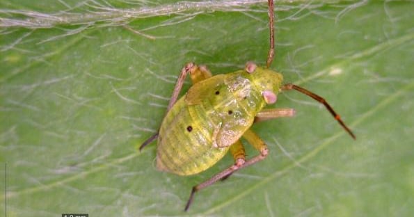 Photos: Digital technology delivers faster insect ID | Farm Progress
