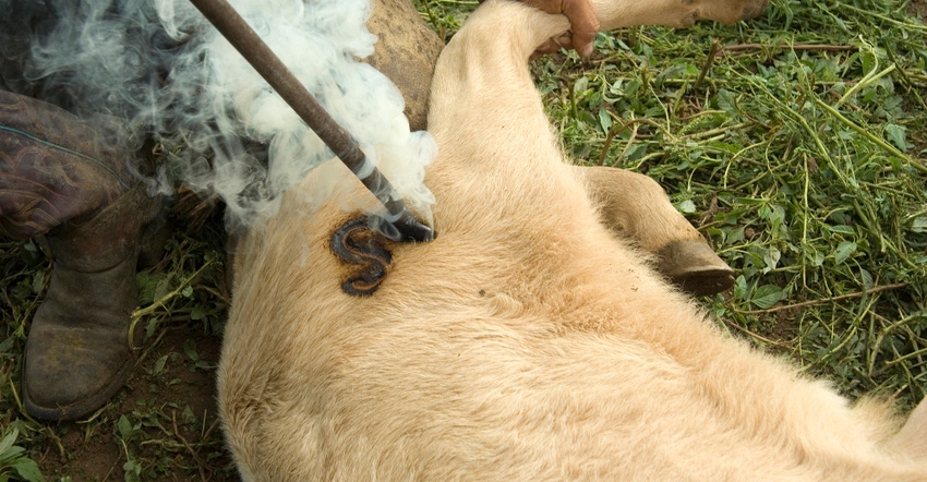branding-cattle-GettyImages-172319364.jpg branding-cattle-GettyImages-172319364.jpg