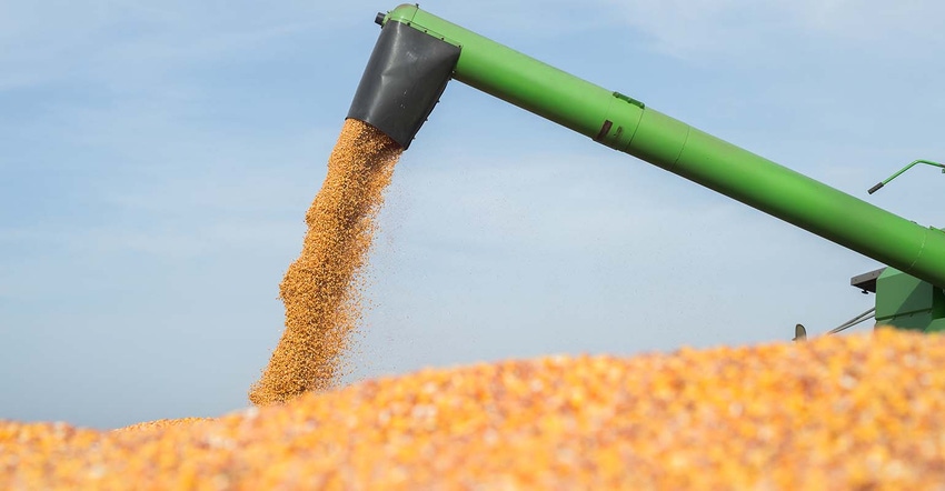 Corn harvest in autumn