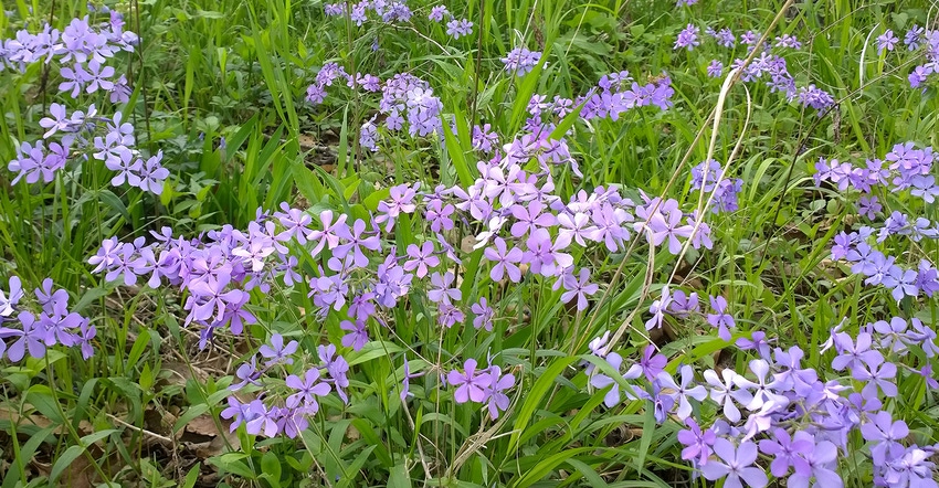 garden phlox variety known as wild sweet William 