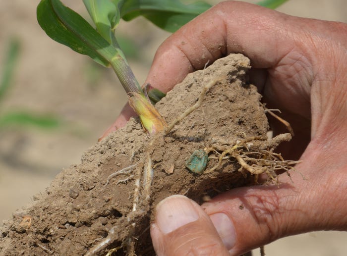 hand pointing to roots of young corn plant in clump of dirt