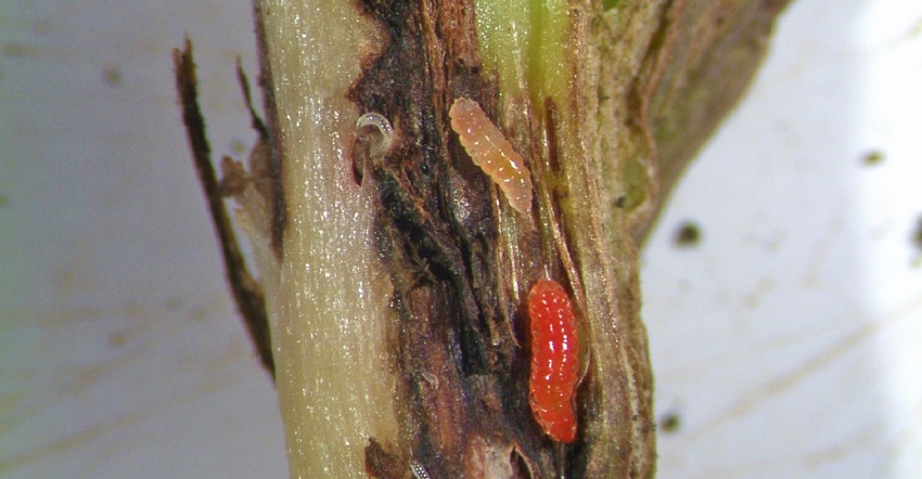 signs of soybean gall midge