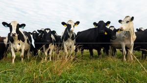 Holstein dairy cows stand in a line in a pasture