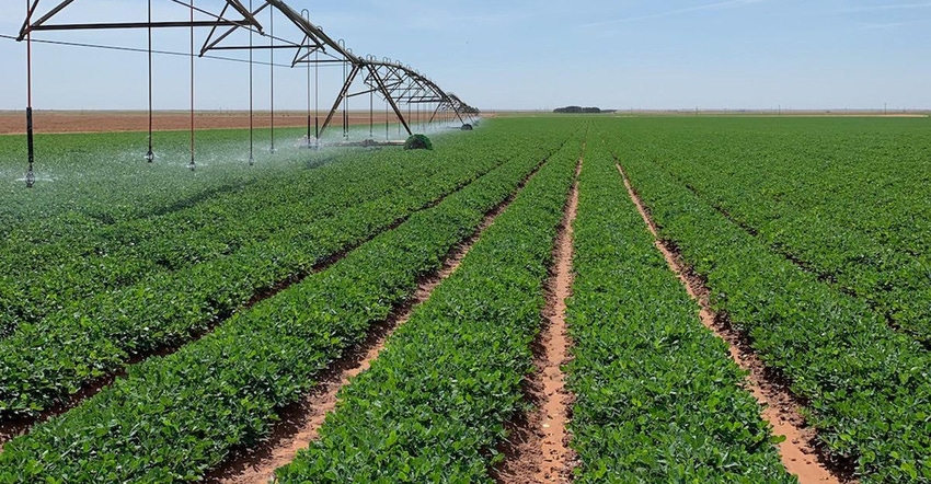 kirk-martin-peanuts-wellman-irrigation.jpg
