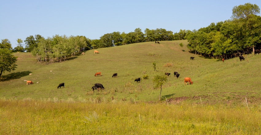 A herd of cattle grazing in a pasture A herd of cattle grazing in a pasture