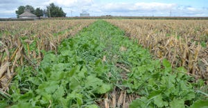 Close up of no-till cover crops field