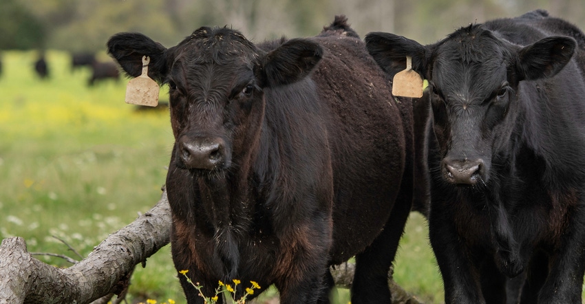 Two Angus calves in pasture