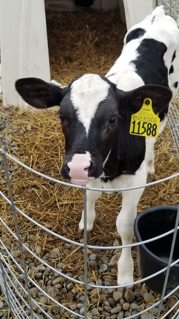 calf in pen