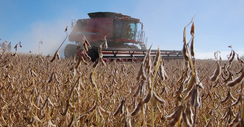 A combine harvests soybeans
