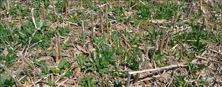 too_many_canada_thistle_patches_expert_says_grow_corn_1_635887422695089296.jpg