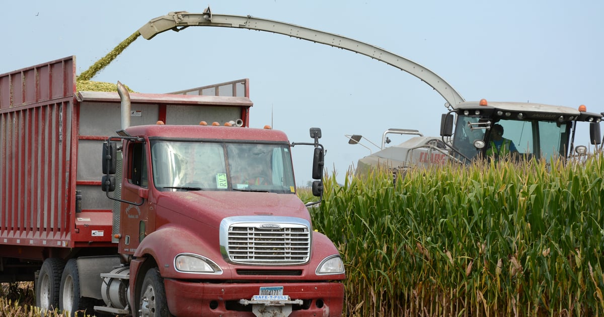 Renville County maintains top corn production in Minnesota