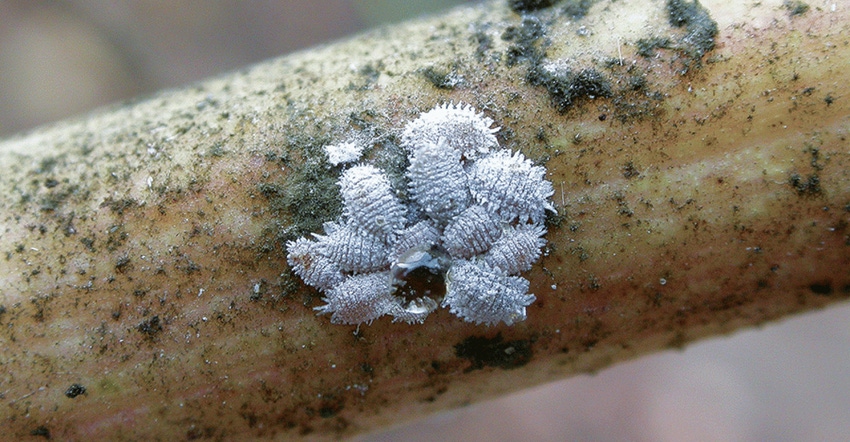 Vine-Mealybug_0.gif Vine-Mealybug_0.gif