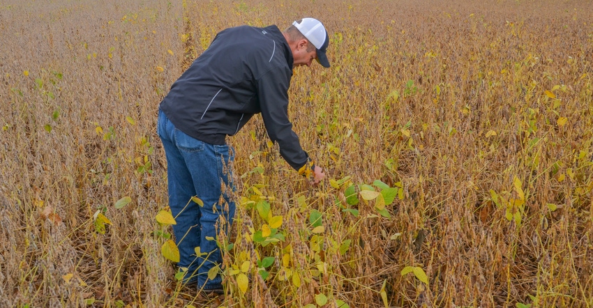 Steve Gauck inspects soybean plants in field ready for harvest 