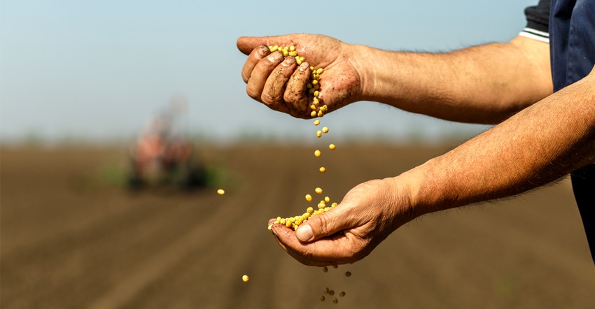 Hands holding soybean seed