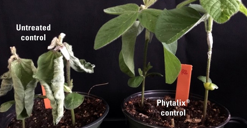 plants showing the benefits to using Phytalix biopesticide 