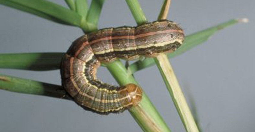 extension-armyworm-bart-drees.jpg