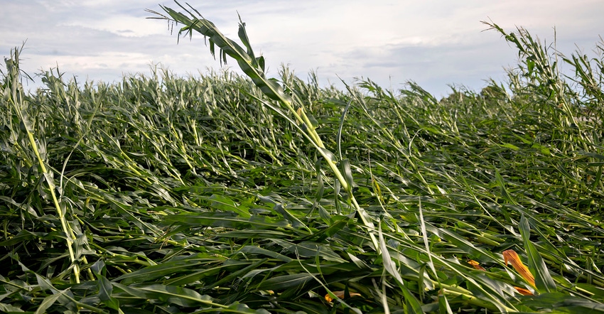 Corn plants lie on the ground following a derecho storm near Polo, Illinois, on Aug. 10, 2020. The storm brought wind gusts o Corn plants lie on the ground following a derecho storm near Polo, Illinois, on Aug. 10, 2020. The storm brought wind gusts o