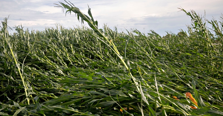 Corn plants lie on the ground following a derecho storm near Polo, Illinois, on Aug. 10, 2020. The storm brought wind gusts o