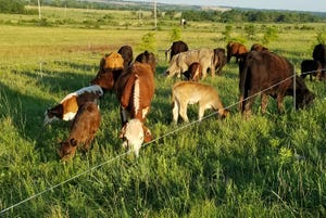 Cows and calves in late summer
