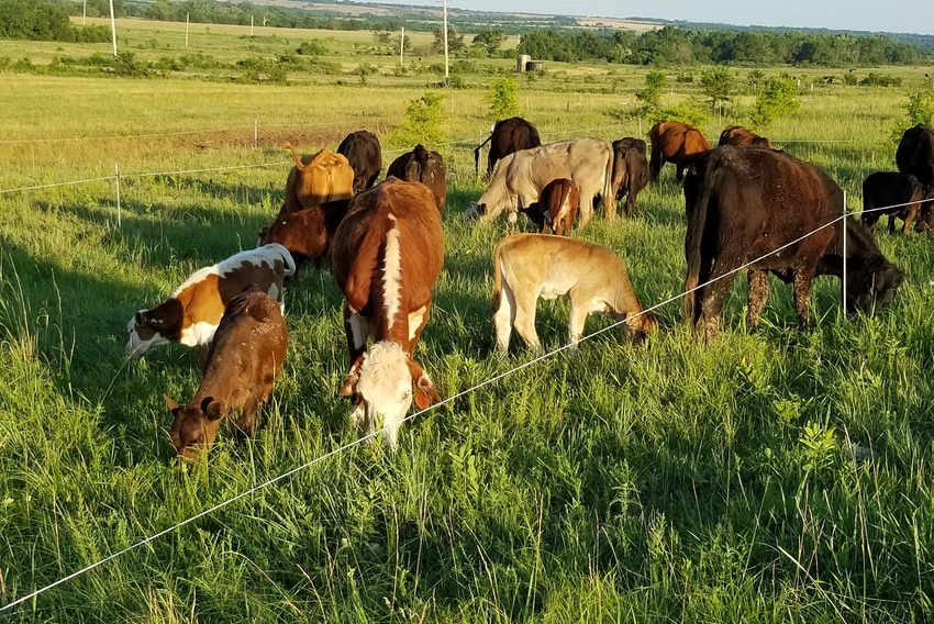 Cows and calves in late summer
