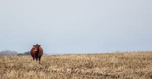 Cow in corn field in winter