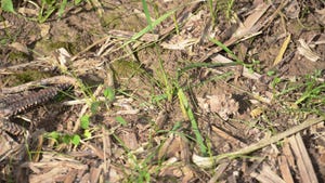 Mixed cover crops in corn stubble