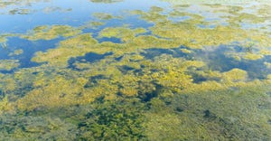 algae bloom in water