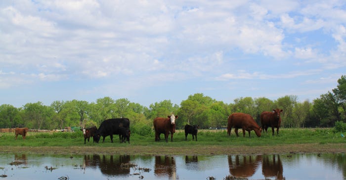 Cattle grazing on flooded farmland