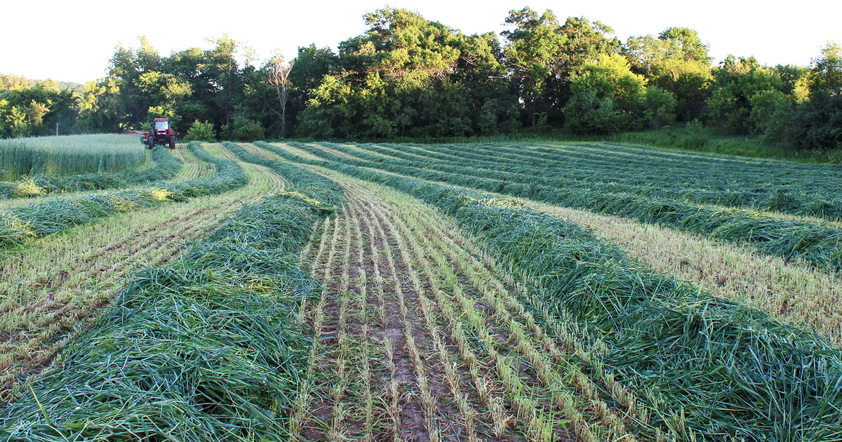Growing Rye In Backyard More farmers growing rye for forage, cover crops