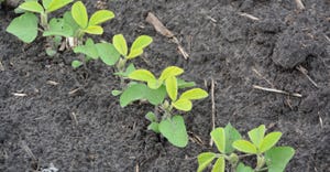 Soybeans show symptoms of iron deficiency chlorosis.