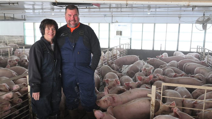 Denise and Todd Wiley standing among pigs in barn