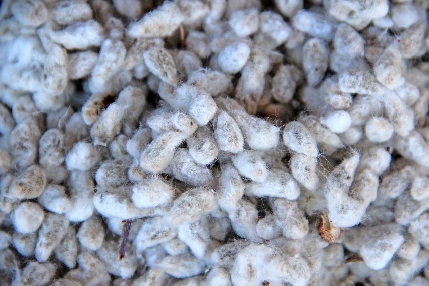 cotton-seed-staff-dfp-2026.jpg