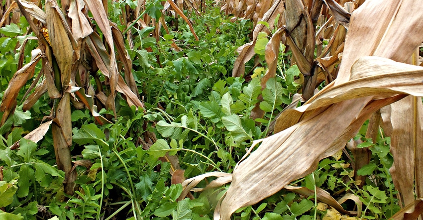 cover crop growing between corn rows