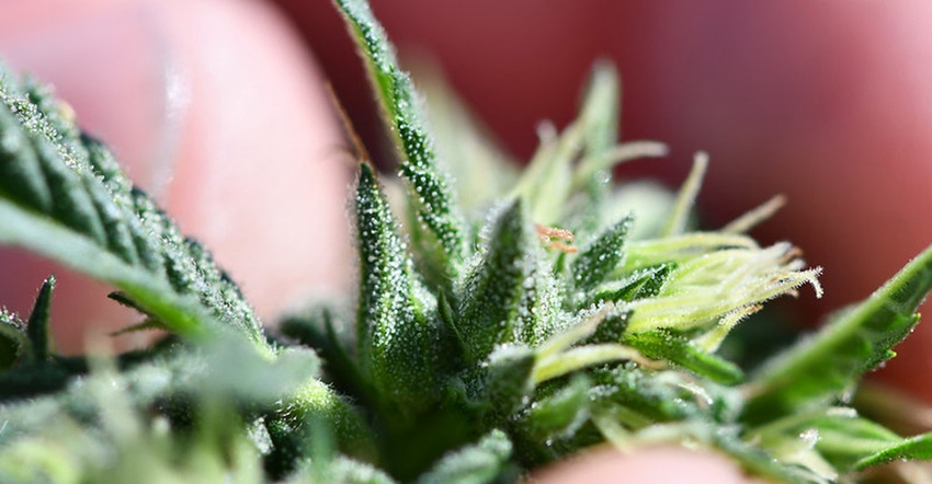 extension-ledbetter-hemp.jpg extension-ledbetter-hemp.jpg