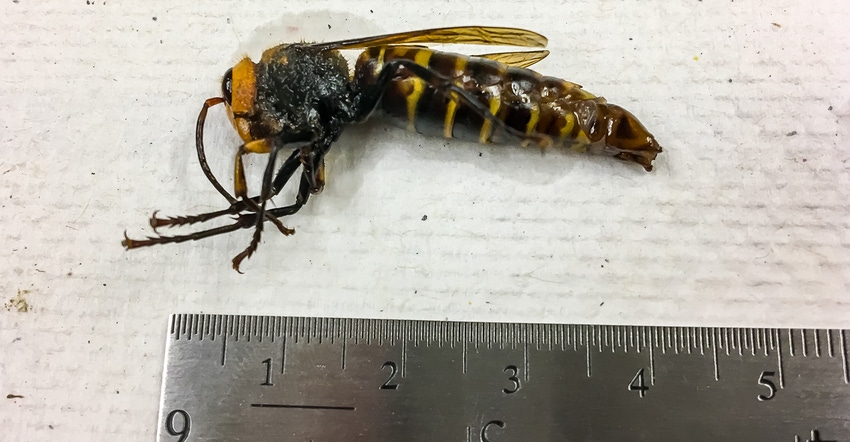 male hornet