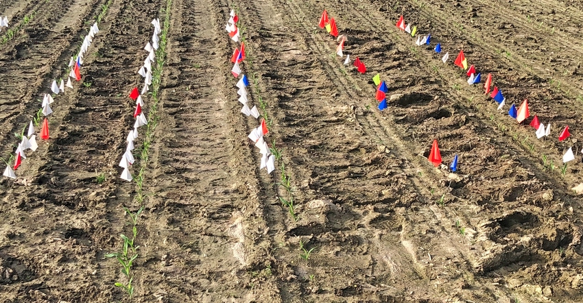 different colored flags marking different days of emergence for corn plants in field