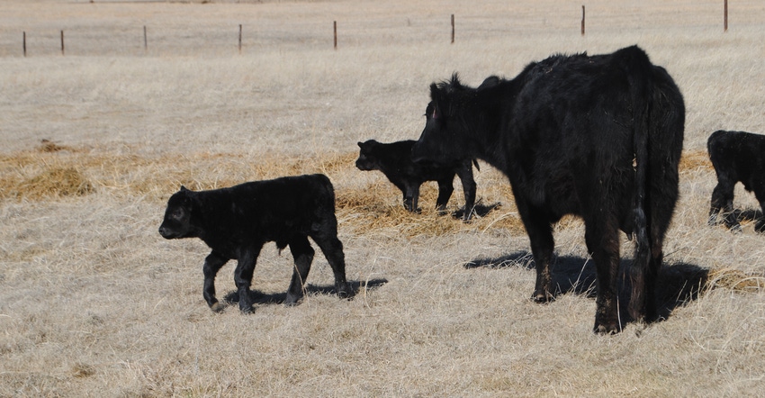 Cow and calves in field Cow and calves in field